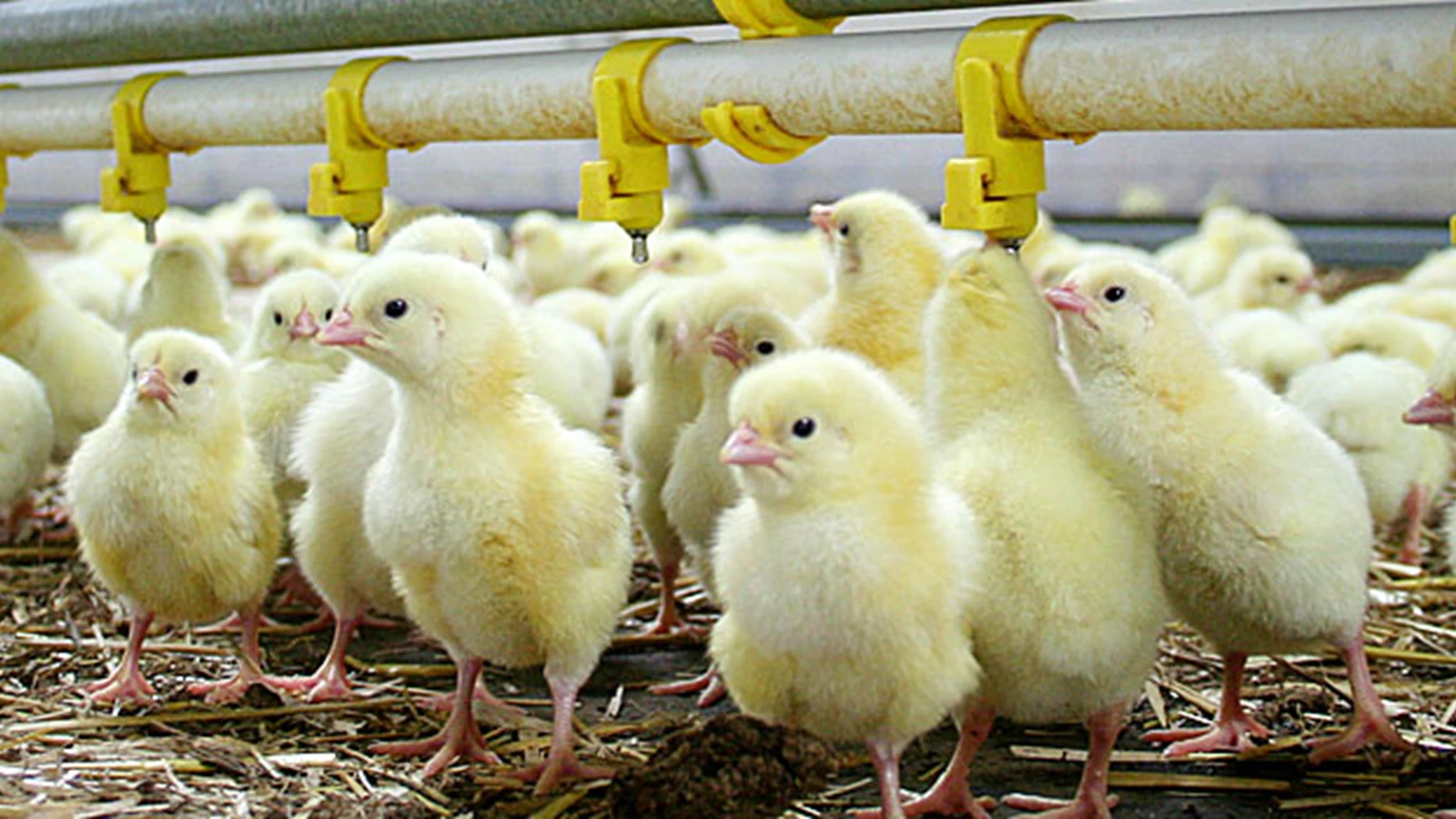 management-tips-broiler-1170x350